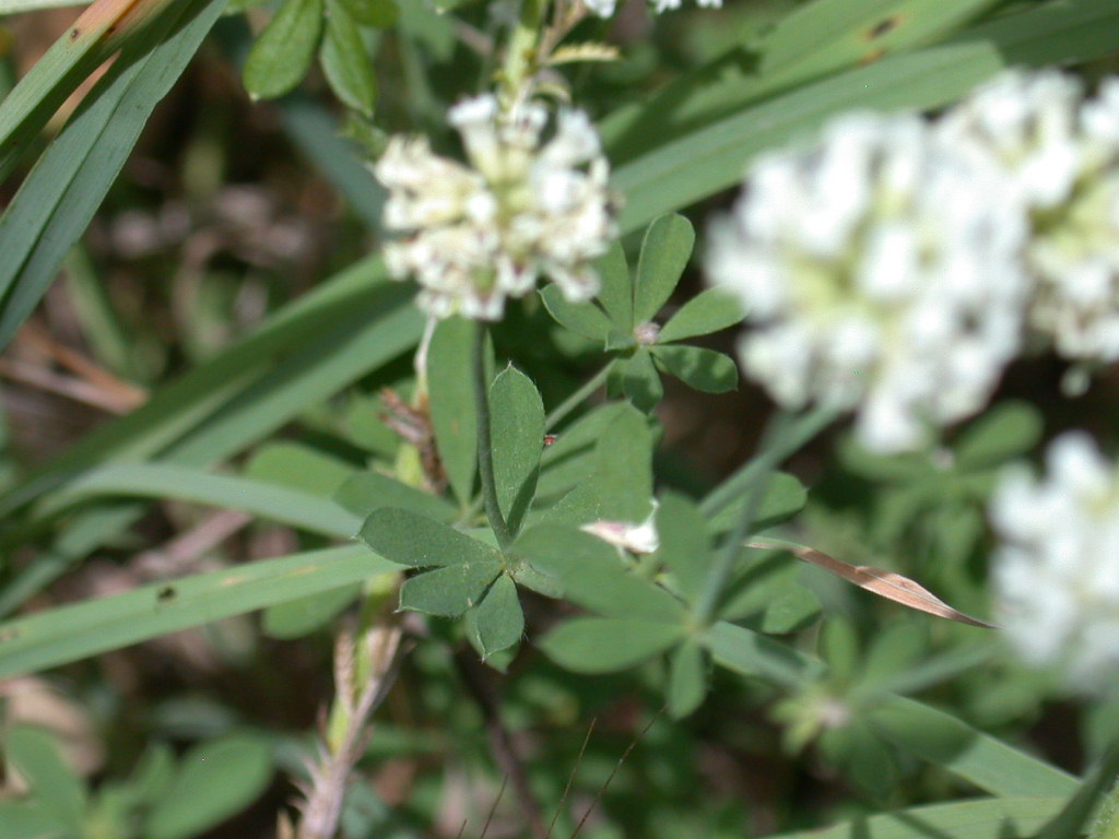 Lotus dorycnium (=Dorycnium pentaphyllum) / Trifoglino legnoso